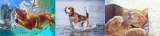 Petble Pet Smart Tag Activity Tracker Review
