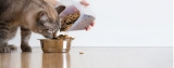 Best Non-Prescription Low Phosphorous Cat Food