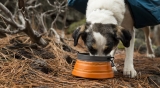 Best Collapsible Dog Bowl