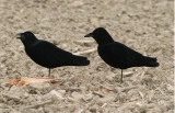 Best Crow Decoys