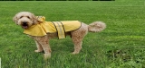 Best Dog Raincoat