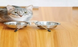 Best High Fiber Cat Food