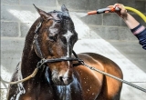 Best Horse Shampoo