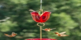 Best Hummingbird Feeder