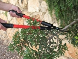Best Loppers Review