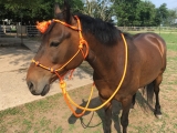 Best Rope Halter