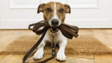 Best Dog Leash