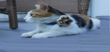 The Paw Tracker