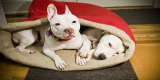 Best Dog Sleeping Bag